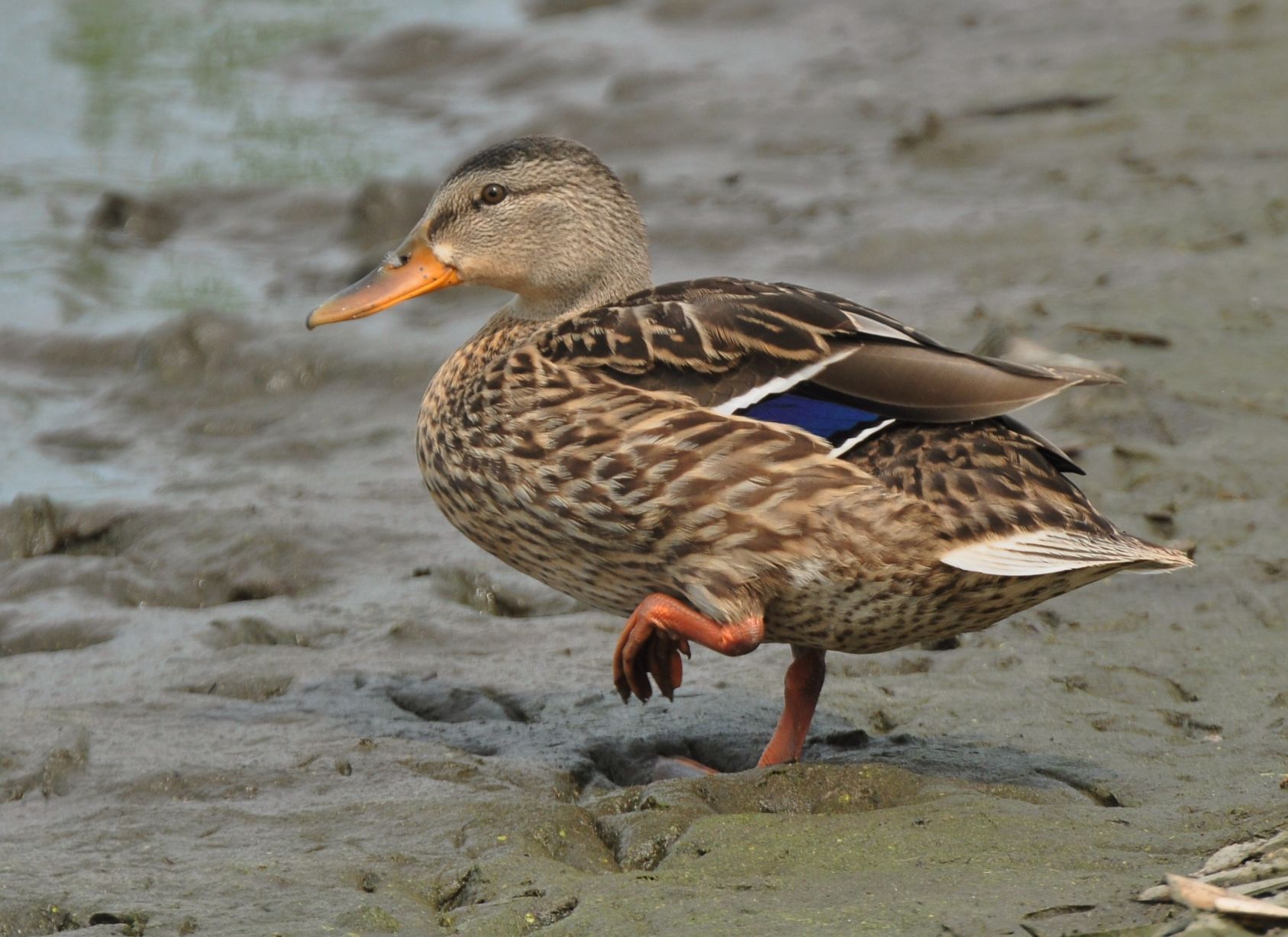 Mallard duck